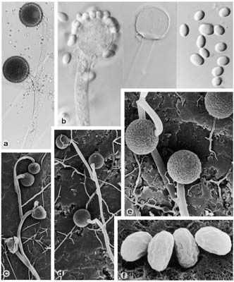 Mucor circinelloides sporangiofory až 17 µm široké, opakovaně sympodiálně větvené; větve různé délky, často circinátní