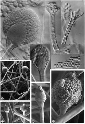 rhizoidy, svazečky sporangioforů, kolumely s větším zaobleným výběžkem a typickou apofýzou http://botany.