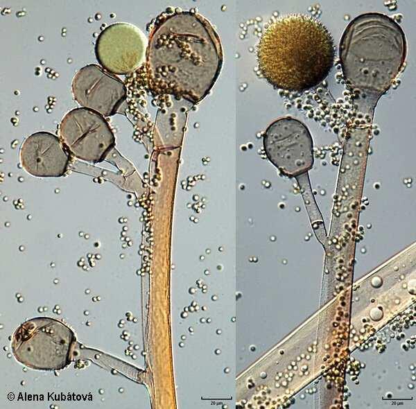 Rhizomucor pusillus hnědavé rhizoidy sporangiofory větvené monopodiálně nebo sympodiálně většinou pod vrcholkem http://www.