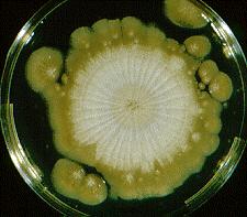 Basidiobolus Fungi, Fungi, Zoopagomycota, Entomophthoromycotina, Basidiobolomycete, Basidiobolales, Basidiobolaceae Basidiobolus ranarum běžnou