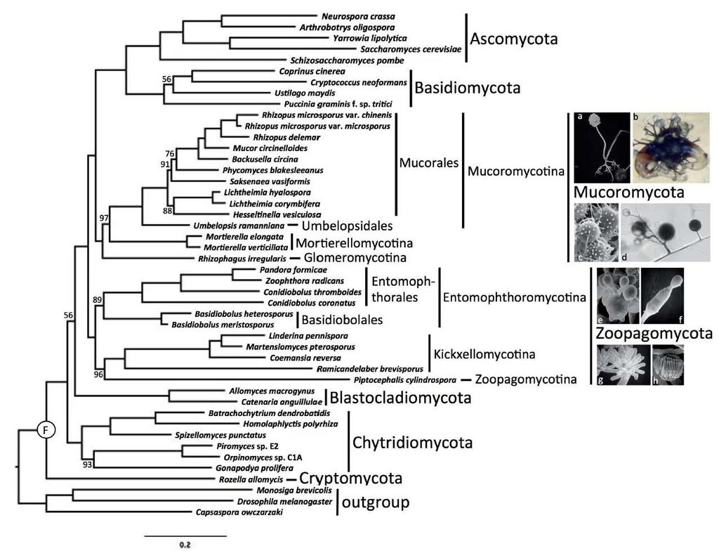Klasifikace zygomycet dle Joseph W. Spatafora et al.
