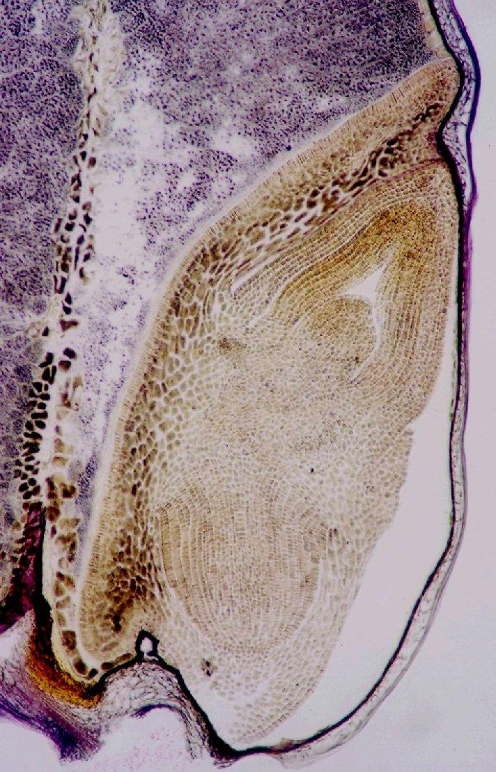 Řez embryem obilky pšenice obecné (Triticum aestivum).