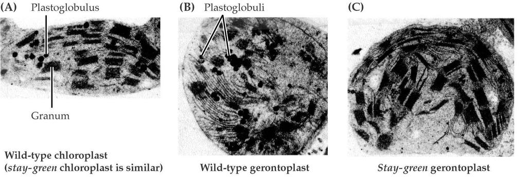 19 Senescence listů a plodů je charakterizována dramatickými změnami hlavních organel, zvláště plastidů v mezofylových bunkách a parenchymu