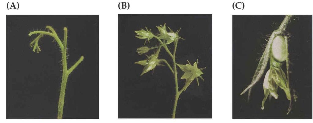 32 Rostliny se změnami v receptoru etylénu ukazují změny v senescenci