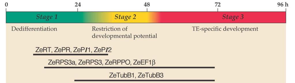 40 In vitro proces differenciace TE probíhá v populaci buněk synchroně 3 fáze diferenciace tracheid ~ 4 dny Možnost