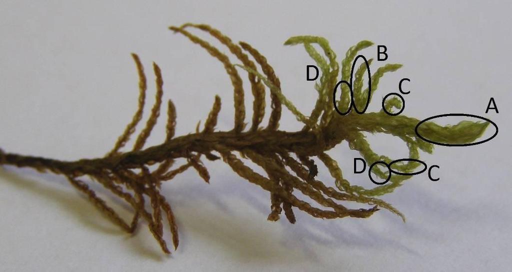 Obr. 9: Příklady umístění odstřižených fragmentů (A 1 cm koncové části lodyžky, B 1 cm postranní větvičky s