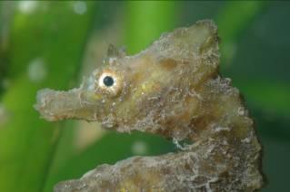Urophori (většina ihippocampus) stridulují u mořských koníků pozorováno