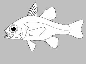 Apogonidae - parmovcovití Malé rybky, většinou