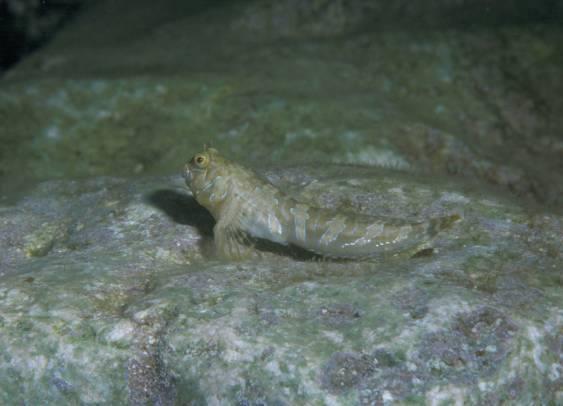 Blenniidae - slizounovití Malé ryby (většina