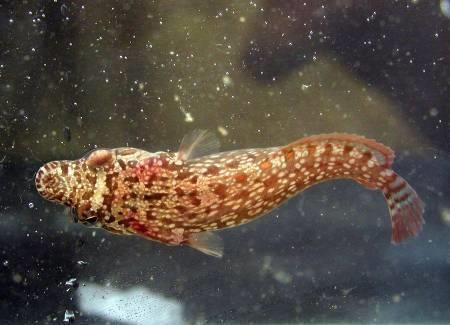 Gobiesocidae - carounovití Malé ryby