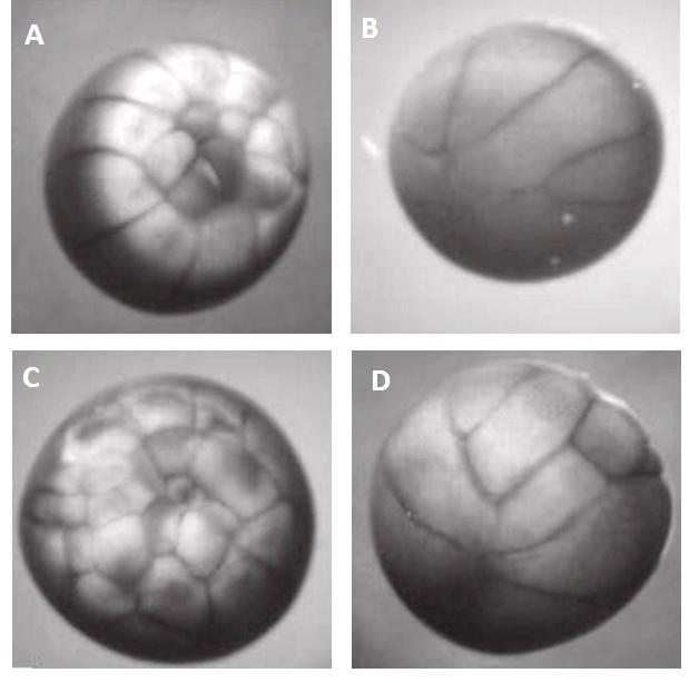 3 Raná ontogeneze jeseterů (Acipenseriformes) Z jeseterů dnes žijí jen zástupci čeledi jeseterovitých (obsahující 25 druhů jeseterovitých ryb) a čeledi veslonosovitých sdružující dva rody, Polyodon a