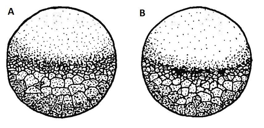 Blastulu na povrchu kryjí zploštělé epiteliální buňky, pod nimiž jsou blastomery zvětšující se od animálního směrem k vegetativnímu pólu podle obsahu žloutku (Ostaszewska a Dabrowski, 2009).