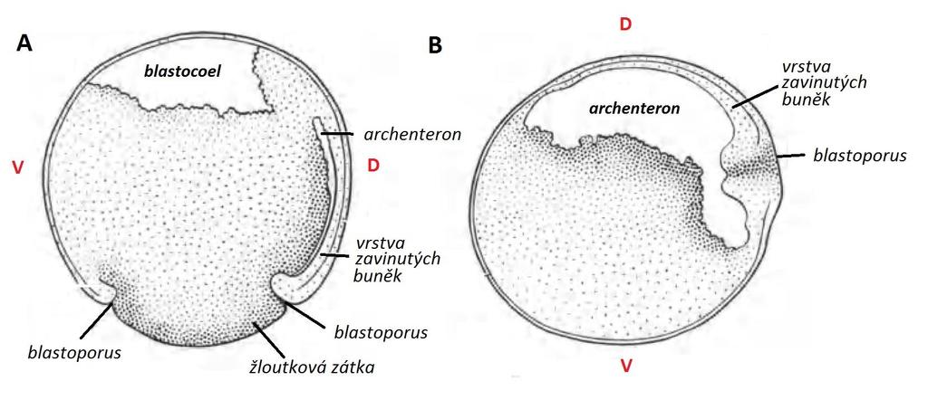 Obr. 5 - Příčný řez gastrulou jesetera Acipenser gueldenstaedtii: (A) postupné uzavírání žloutkové zátky a tvorba archenteronu, jehož strop tvoří vrstva zavinutých buněk; (B) úplné uzavření žloutkové