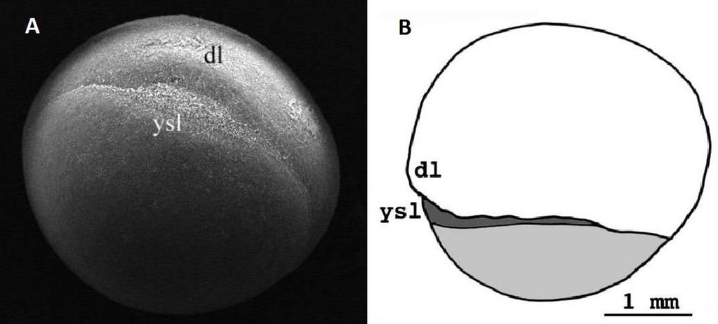 Obr. 6 - Rýhování vajíčka kostlína Lepisosteus osseus, (A) stadium 8 buněk ve třetí fázi rýhování, (B) stadium 16 buněk, kde je patrný přesah první a druhé rýhy za hranici blastodisku.