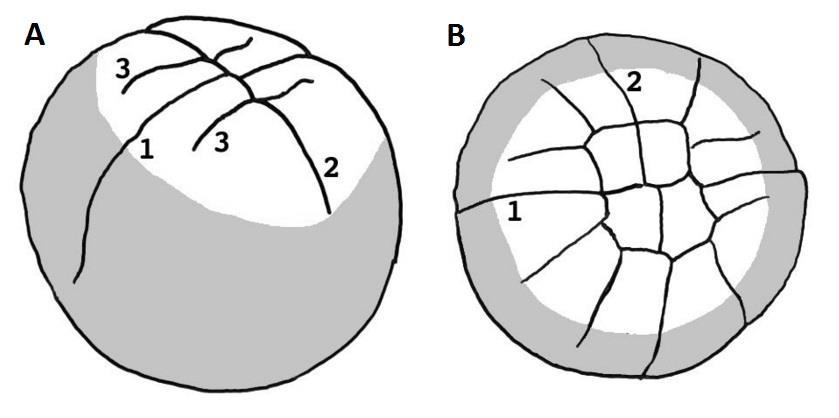 Když epibolie dosáhne 50% povrchu vajíčka, začíná se projevovat dorzoventrální asymetrie a v důsledku obrůstání okraje blastodermu se formuje dorzální ret blastoporu (viz Obr.