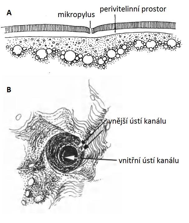 Poté, co se na hlavě objevují párové adhezivní orgány, se posteriorní část embrya protahuje a vzniká prodlužující se ocas, na kterém se později vytvoří ploutevní lem.
