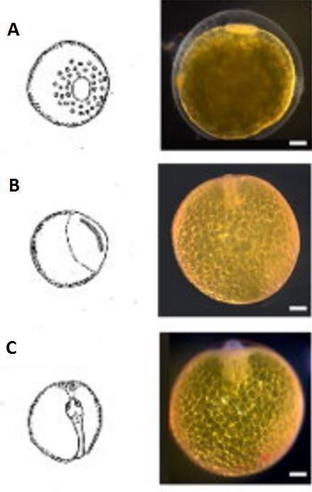 Obr. 16 - Raný vývoj živorodky Poecilia reticulata: (A) blastodisk, (B) zformovaný
