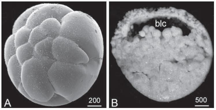 et al., 2009). Stadium pozdní blastuly je podobné nerýhovanému vajíčku bichira (Diedhiou a Bartsch, 2009). Obr.