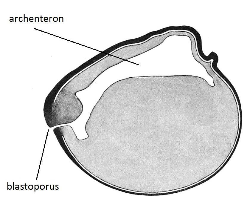 Upraveno podle Diedhiou a Bartsch (2009). 2.2 Gastrulace Gastrulace vajíčka bichira je zahájena tvorbou zárodečného kroužku, která začíná zformováním rtu blastoporu nad rovníkem blastuly.