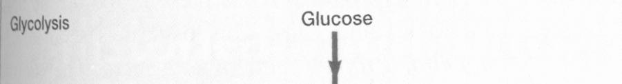 Chemoorganotrofní bakterie Přeměna organických látek na látky s nižší energetickou hladinou probíhá 2 způsoby: Fermentace