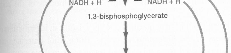 respirace O 2 ) - tvorba H 2 O, CO 2 - redukcí se vytváří energie GLYKOLÝZA - nejběžnější způsob degradace cukrů,