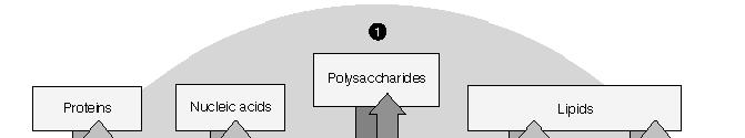 METABOLISMUS -