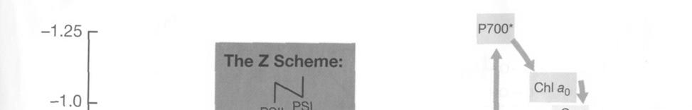 Odlišnosti fotosyntézy od rostlin a sinic: Fototrofní bakterie Bakteriochlorofyl absorpce 800-1000nm Chybí necyklická fotofosforylace u PS I Donor elektronů: sirovodík