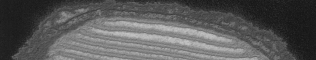Nefotosyntetická fotofosforylace Původ u zástupců Bacteria, široké rozšíření a zdokonalení procesů fotosyntézy během evoluce u bakterií, sinic,