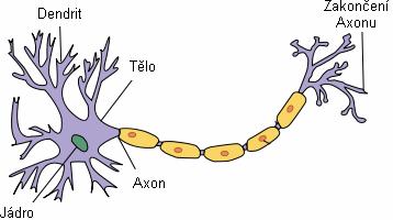 2 Neuronové sítě, evoluční algoritmy 2.