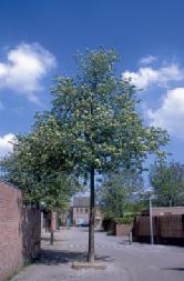 Sorbus latifolia Atrovirens TECHNOLOGIE ZALOŽENÍ VEGETAČNÍCH PRVKŮ : Výsadba stromů Před zahájením výsadeb stromů je nutné vytýčit inženýrské sítě.