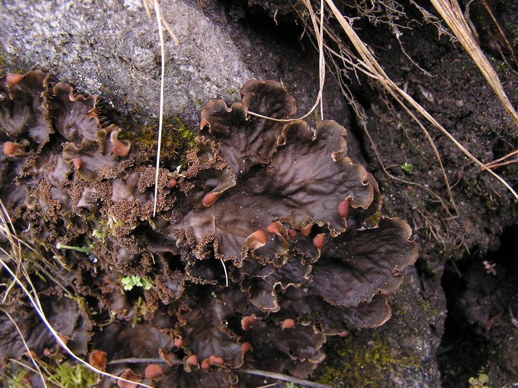 Peltigera praetextata