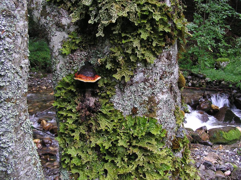 Lobaria pulmonaria bioindikátor čistého ovzduší a zachovalých ekosystémů