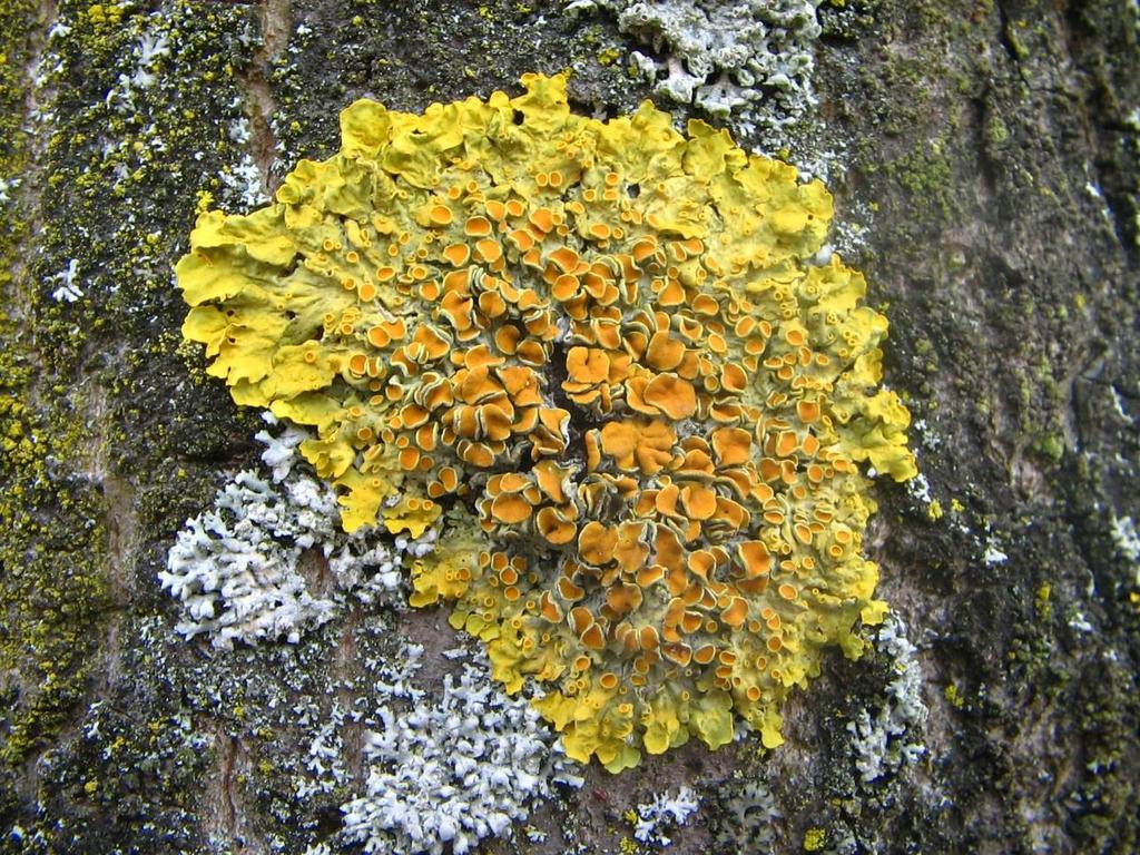 Xanthoria