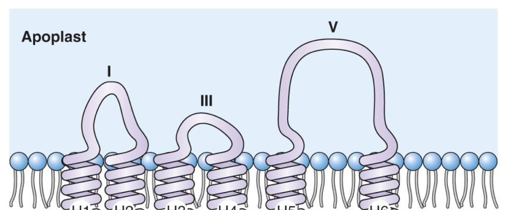 10 Relativně malé proteiny, kolem 30 kda, 6 transmembránových domén Smyčky I, III a V: PIP: apoplast TIP: lumen