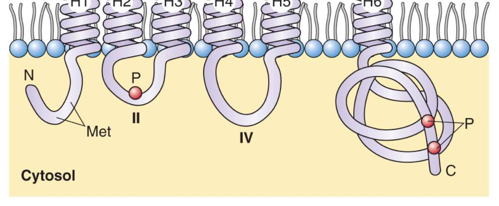 fosforylace - metylace C-konec a smyčka II fosforylační místa regulace otevírání aquaporinů (Ca 2+ -DPK) N-konec