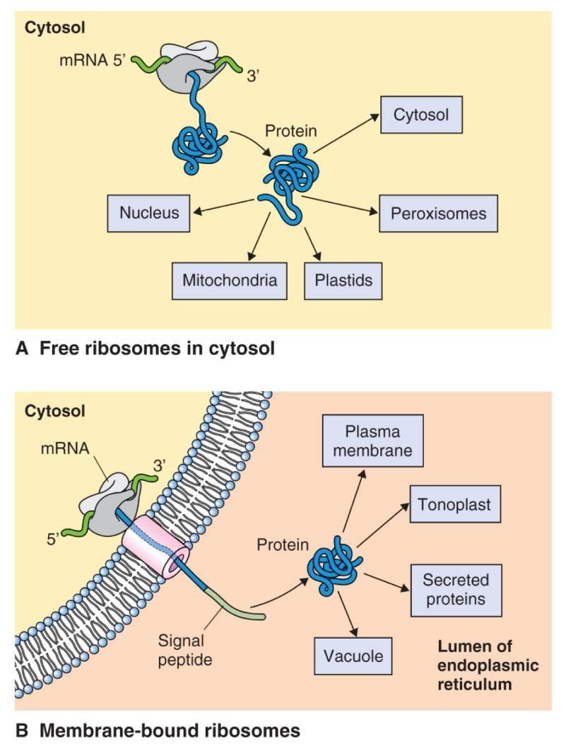 Proteiny určeny pro transport do dalších kompartment nebo buněčných membrán obsahují terčové domény (krátké peptidy, AK motivy), které fungují jako značky a určující cíl transportu 15 Každý