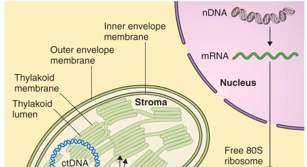 Transport do chloroplastu a mitochondrie zahrnuje translokaci přes