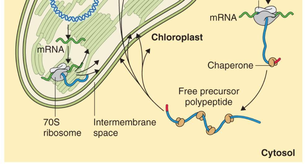 thylakoidní membrány - vytvářejí se z vnitřní chloroplastové membrány
