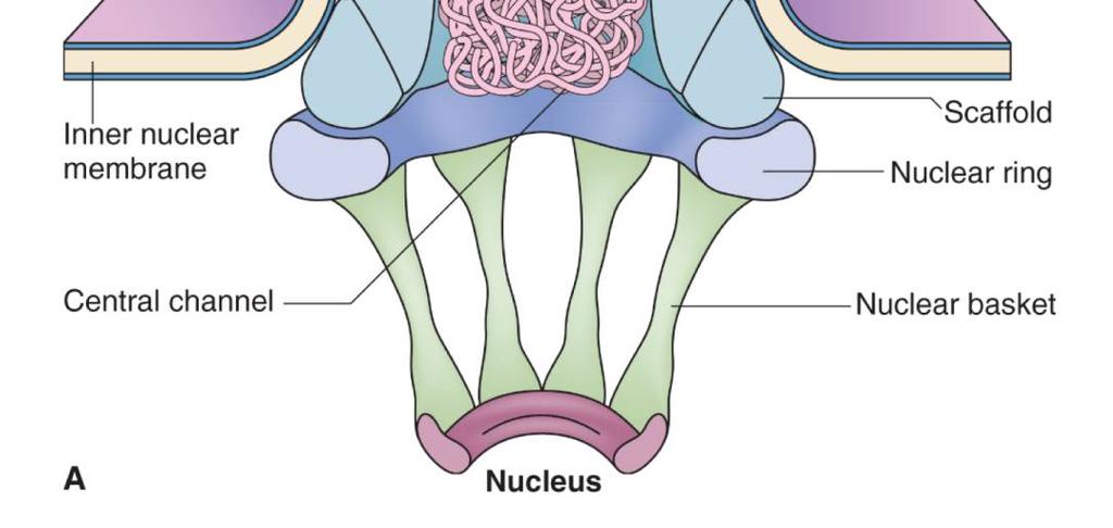 (NLS) 1. NLS na proteinu se váže k receptorům v jaderném póru (GTP). 2.