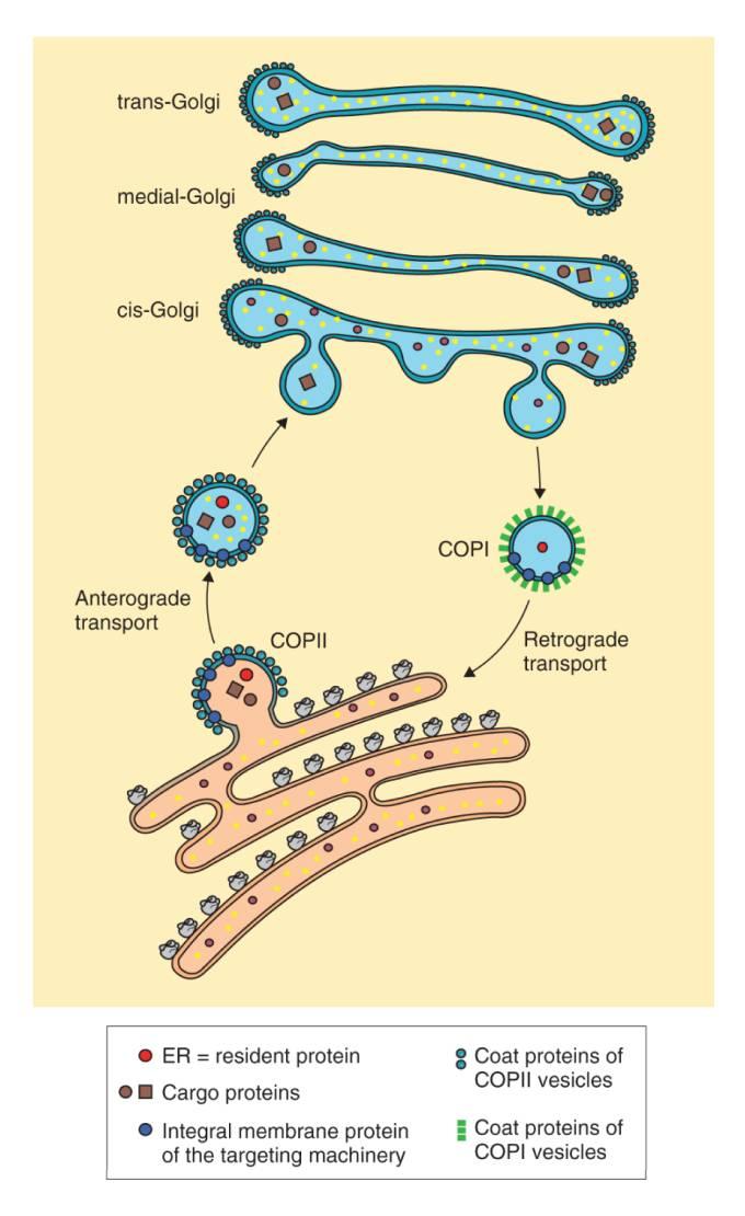 Plášťové (coat) proteiny řídí transport vezikul mezi ER a Golgiho aparátem 26 Anterograde transport - pohyb vezikul z ER do Golgiho aparátu COPII vezikuly s plášťovými proteiny COPII obsahuje