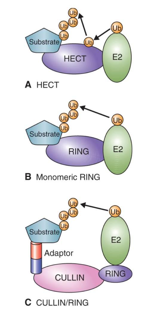 2 typy E3 ligázového komplexu 31 HECT E3 ligázy - akceptují Ub z E2 a přenesou ho na terčový protein RING E3 ligázy - váží komplex E2-Ub a terčový protein a usnadňují přímý přenos Ub z E2 na terčový