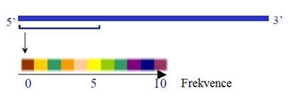 Obr. 11: Získané spektrum (po normalizaci hodnot pixelů) pro úsek DNA délky okna. Převzato z [4].