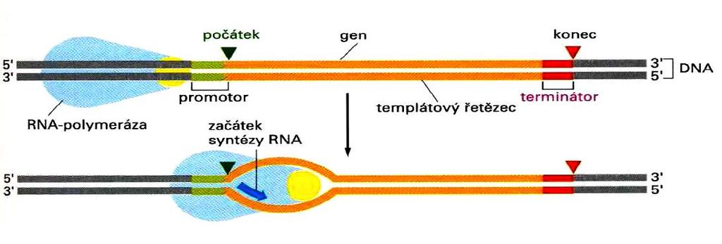 1. Metody a význam vyhledávání CpG ostrůvku v DNA sekvenci CpG je v podstatě dinukleotid CG a zařazením písmena p odlišen od párovaného CG a je zkratkou C fosfát G.