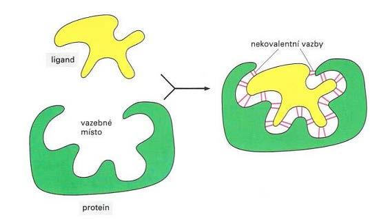 Obrázek 2.1: Vazba proteinu k jiné molekule je vysoce selektivní. K pevné vazbě proteinu s ligandem je zapotřebí mnoha různých vazeb. Tvar ligandu proto musí přesně odpovídat tvaru vazebného místa.