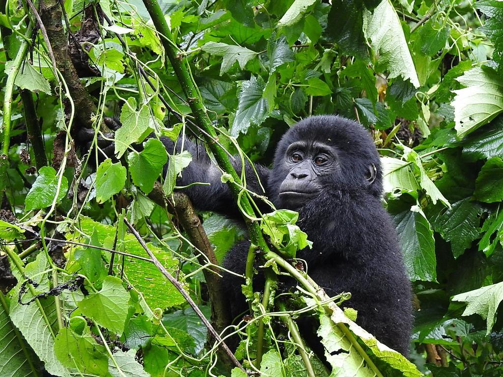 MEMBRÁNOVÝ PRINCIP BUŇKY Gorila východní horská Gorilla beringei