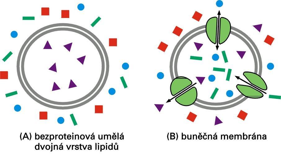 membránové transportní proteiny přenášejí malé