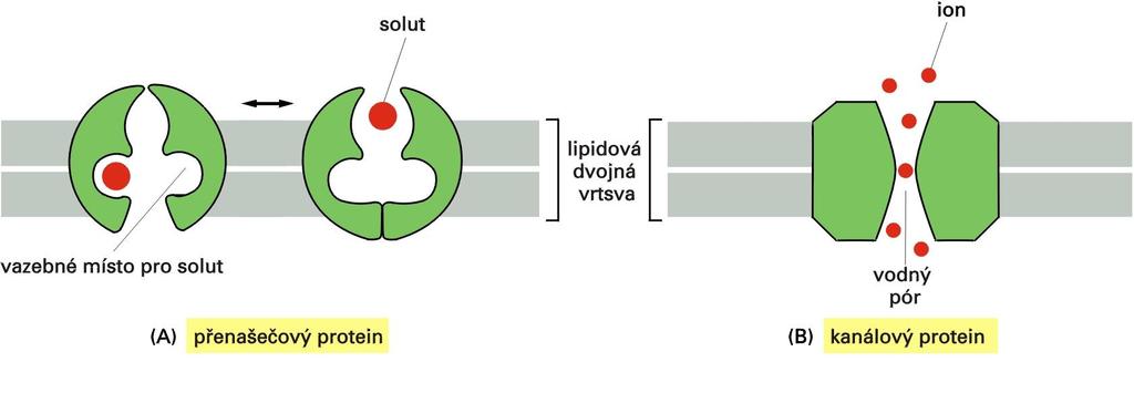 dvě třídy membránových