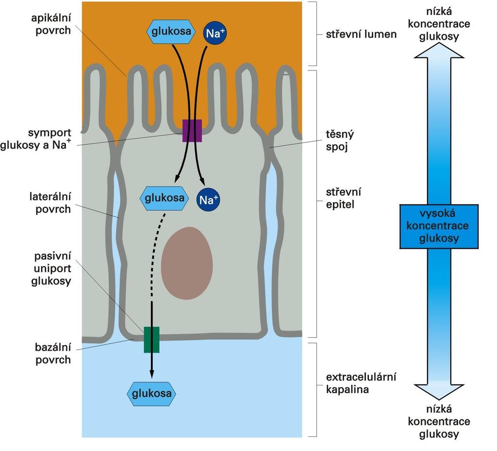 Dva typy přenašečů glukozy umožňují buňkám