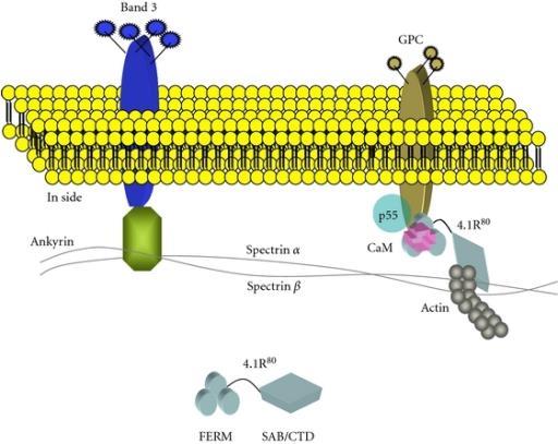 řetězce polysacharidů na glykokalyx se absorbuje voda slizovitý povrch buňky funkce: - ochrana před mechanickým a chemickým poškozením - kluzký povrch (význam pro lymfocyty) - vzájemné rozpoznávání