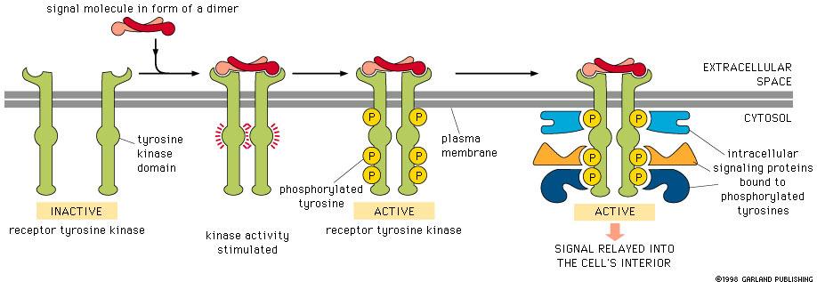 Receptory pro signální molekuly na povrchu buňky Iontové kanály Receptory spřažené s G-proteiny Receptorys enzymatickou aktivitou: